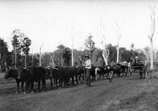 Bullock team and driver hauling timber, c1900s. Creator: Robert Augustus Henry L'Estrange.