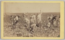 No. 19, Cotton Picking, ca. 1895. Creator: A. W. Möller.