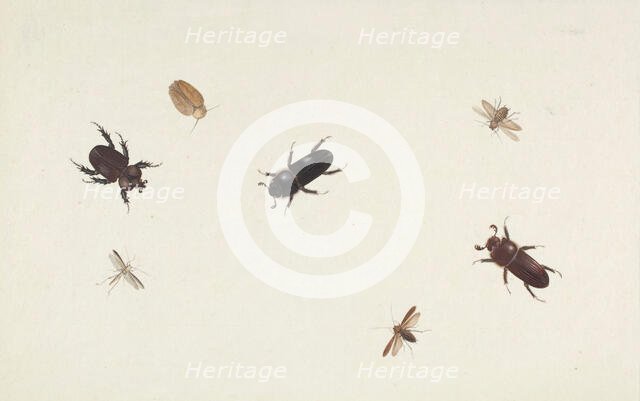 Study of Beetles and Moths, about 1695-1705. Creator: Herman Henstenburgh.