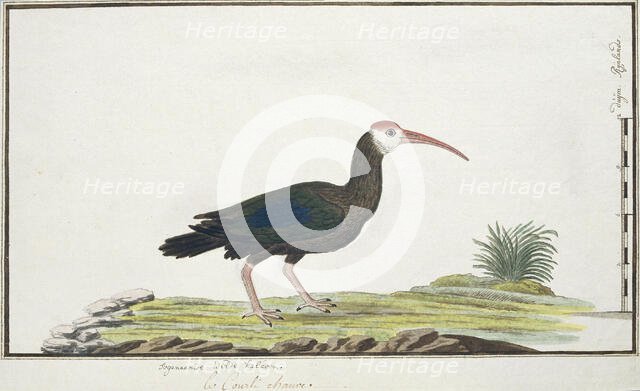 Geronticus calvus (Southern bald ibis), c.1778. Creator: Robert Jacob Gordon.