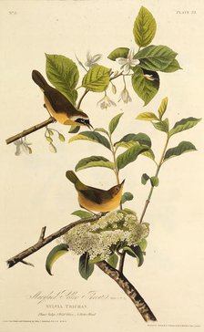 The Maryland Yellowthroat. From "The Birds of America", 1827-1838. Creator: Audubon, John James (1785-1851).