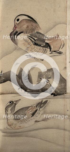 Two ducks in a landscape, (unknown date). Creator: Unknown.