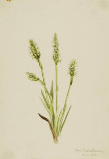 Hooded Ladies-Tresses (Ibidium strictum), 1918. Creator: Mary Vaux Walcott.