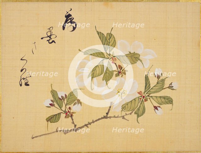 From the Sketch Book of Sakura (Cherry Blossoms), Between 1830 and 1853. Creator: Sakamoto, Konen (1800-1853).