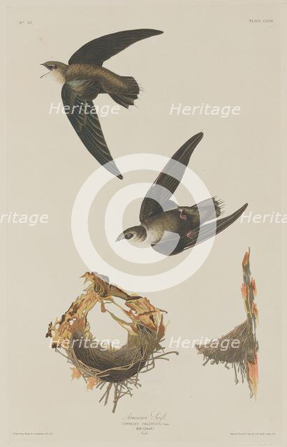 American Swift, 1833. Creator: Robert Havell.