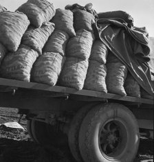 Truck loaded with potato seed, Kern County, California, 1939. Creator: Dorothea Lange.