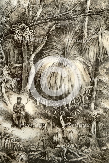 Tasmanian forest scene, 1879. Artist: McFarlane and Erskine