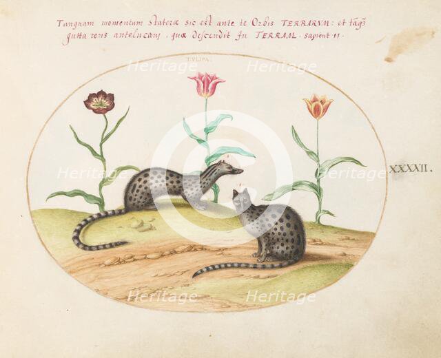 Animalia Qvadrvpedia et Reptilia (Terra): Plate XLII, c. 1575/1580. Creator: Joris Hoefnagel.