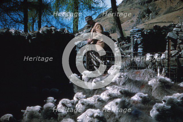 Farming Herdwick Sheep, Langdale Valley Farm, Lake District, c1960. Artist: CM Dixon.