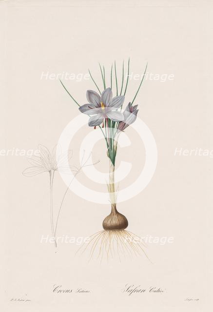 Les Liliacées: Crocus Sativus, 1802-1816. Creator: Henry Joseph Redouté (French, 1766-1853).