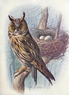 'Long-Eared Owl - As'io o'tus', c1910, (1910). Artist: George James Rankin.