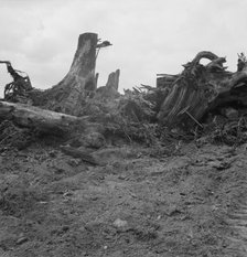 Close-up of stump pile before burning, Michigan Hill, Thurston County, Western Washington, 1939. Creator: Dorothea Lange.