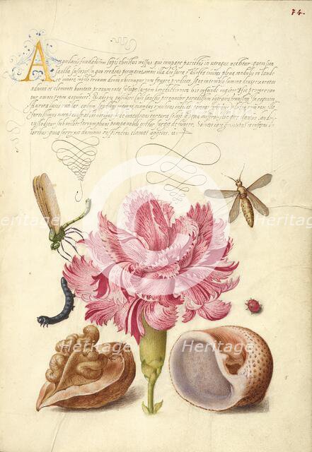 Damselfly, Carnation, Caterpillar, Ladybird, English Walnut,..., 1561-2; illumination 1591-6. Creator: Joris Hoefnagel.