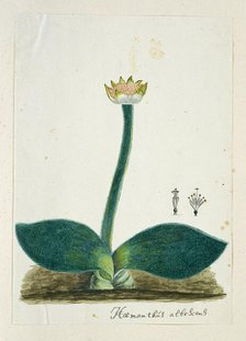 Haemanthus albiflos (Paintbrush), 1777-1786. Creator: Robert Jacob Gordon.