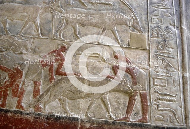 Polychrome relief depicting the capture of a hyena, Mastaba of Mereruka, Saqqara, Egypt, 2003. Creator: Unknown.