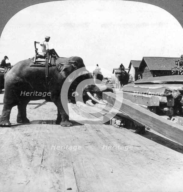 Elephants moving timber, Rangoon, Burma (Myanmar), 1900s.Artist: Underwood & Underwood