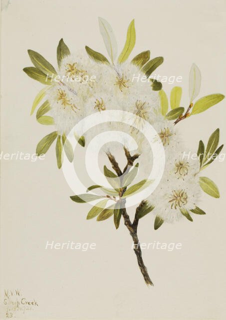Drummond Willow (Salix drummondiana), 1921. Creator: Mary Vaux Walcott.