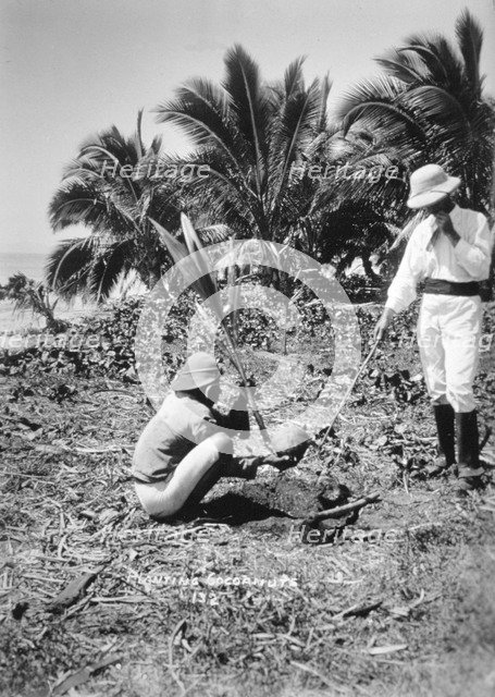 Planting coconuts, Solomon Island, Fiji, 1905. Artist: Unknown