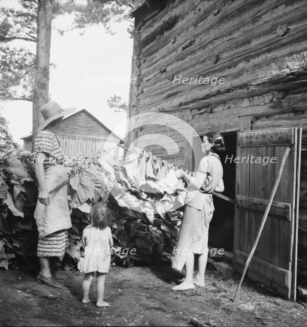 Wives of tobacco tenants pile the tobacco before the..., Granville County, North Carolina, 1939. Creator: Dorothea Lange.