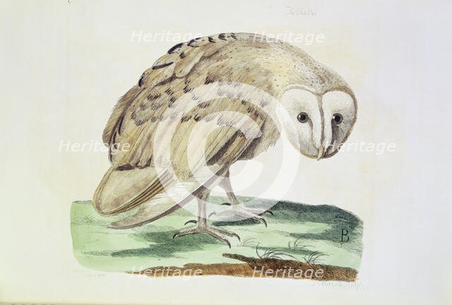 The White Owl, 1766. Creators: Peter Mazell, P Paillou.