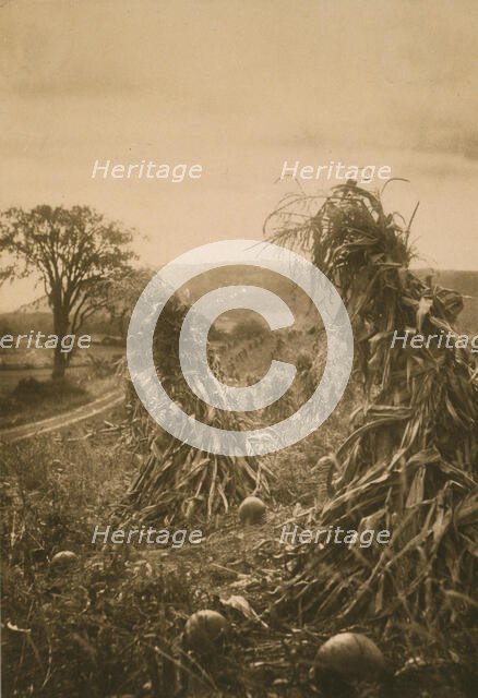 Field with cornstalks twisted into bunches and pumpkins, c1900. Creator: Emma Justine Farnsworth.