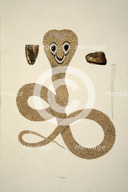 Nagoo, pub. 1796 (hand coloured engravings). Creator: William Skelton (1763 - 1848).