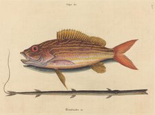The Lane-snapper (Sparus synagris), published 1731-1743. Creator: Mark Catesby.