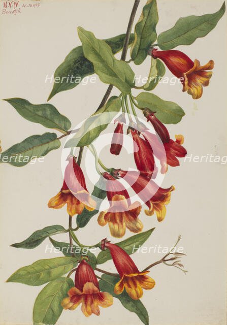 Crossvine (Anisostichus capreolatus), 1925. Creator: Mary Vaux Walcott.