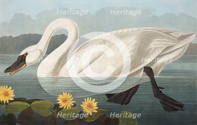 Common American Swan,  Cygnus Americanus, 1845.