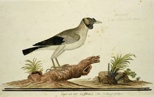 Wattled starling (Creatophora cinerea): a female, 1777-1786. Creator: Robert Jacob Gordon.