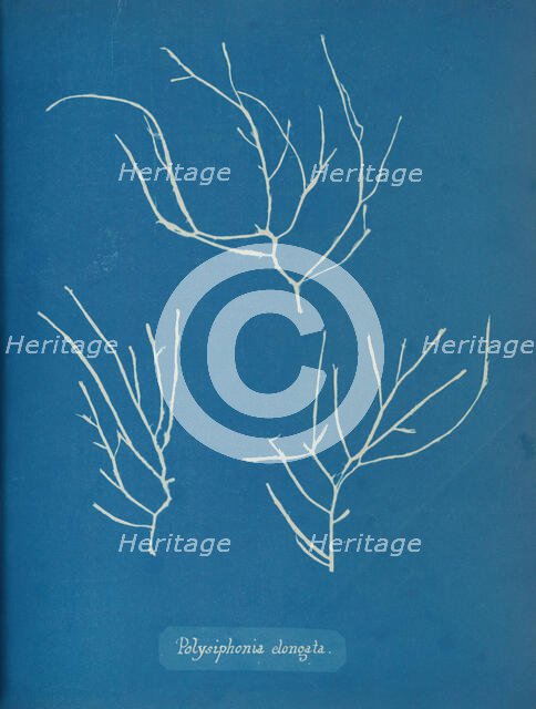 Polysiphonia elongata, ca. 1853. Creator: Anna Atkins.