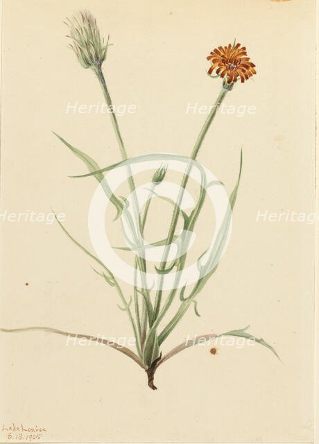 Grassleaf Agoseris (Agoseris graminifolia), 1905. Creator: Mary Vaux Walcott.