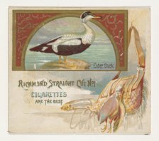 Eider Duck, from the Game Birds series (N40) for Allen & Ginter Cigarettes, 1888-90. Creator: Allen & Ginter.