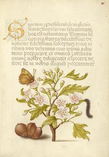 Insect, English Hawthorn, Caterpillar, and European Filbert, 1561-1562; illumination added 1591-1596 Creator: Joris Hoefnagel.