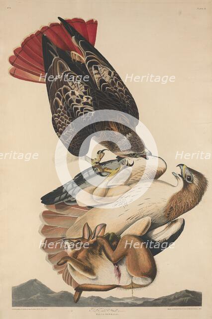 Red Tailed Hawk, 1829. Creator: Robert Havell.