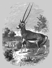 'Caffrarian Antelope; A Few Words about Natal and Zululand', 1875. Creator: Unknown.