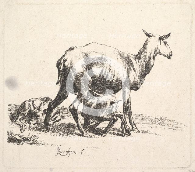 Sheep with Lamb Nursing. Creator: Nicolaes Berchem.