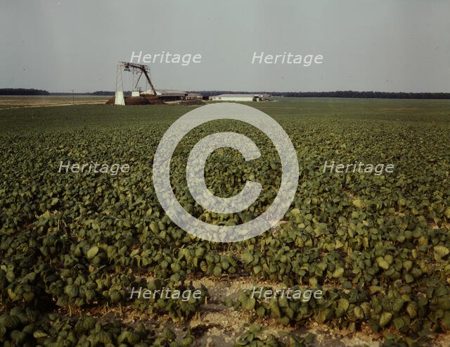 Bean field and canning factory, Seabrook Farm, Bridgeton, N.J., 1942. Creator: John Collier.