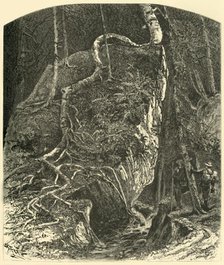 'Rocks in Smuggler's Notch', 1874.  Creator: Harry Fenn.