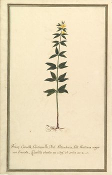 Botanical Study of a type of Yellow Gentian (genus Gentiana Major)..., ca. 1820. Creator: Anon.