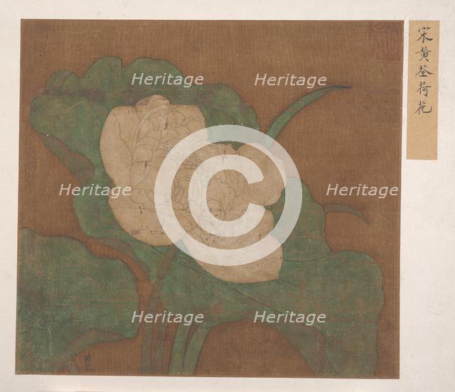 Lotus. Creator: Unknown.