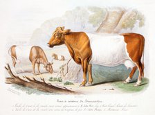 Somerset cows, 1842. Artist: Unknown