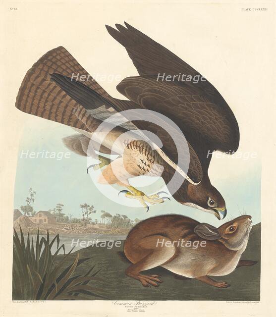 Common Buzzard, 1837. Creator: Robert Havell.