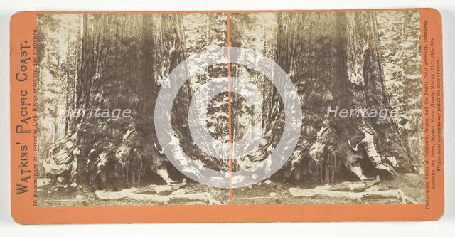 Section of the Grizzly Giant (tree), 33 ft. Diam., Mariposa Grove, Yosemite, 1861/76. Creator: Carleton Emmons Watkins.