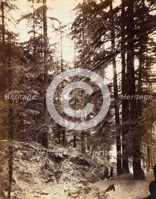 Deodars at Annandale, Simla, 1858-61. Creator: Unknown.