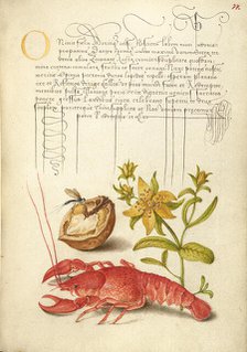 Insect, English Walnut, Saint John's Wort, and Crayfish, 1561-1562; illumination added 1591-1596. Creator: Joris Hoefnagel.