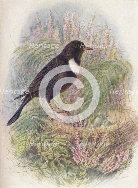 'Ring-Ousel - Tur'dus torqua'tus', c1910, (1910). Artist: George James Rankin.