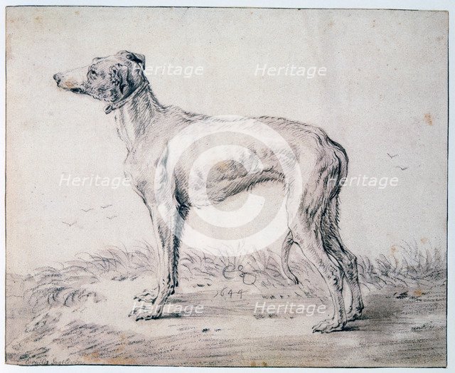'Greyhound', 1644. Artist: Cornelis Saftleven