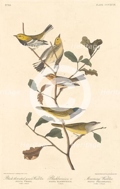 Black-throated Green Warbler, Blackburnian Warbler and Mourning Warbler, 1837. Creator: Robert Havell.