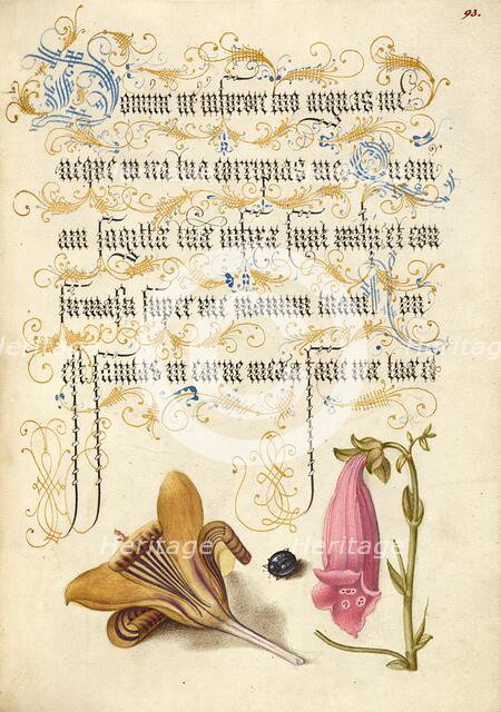 Cloth-of-Gold Crocus, Beetle, and Foxglove, 1561-1562; illumination added 1591-1596. Creator: Joris Hoefnagel.